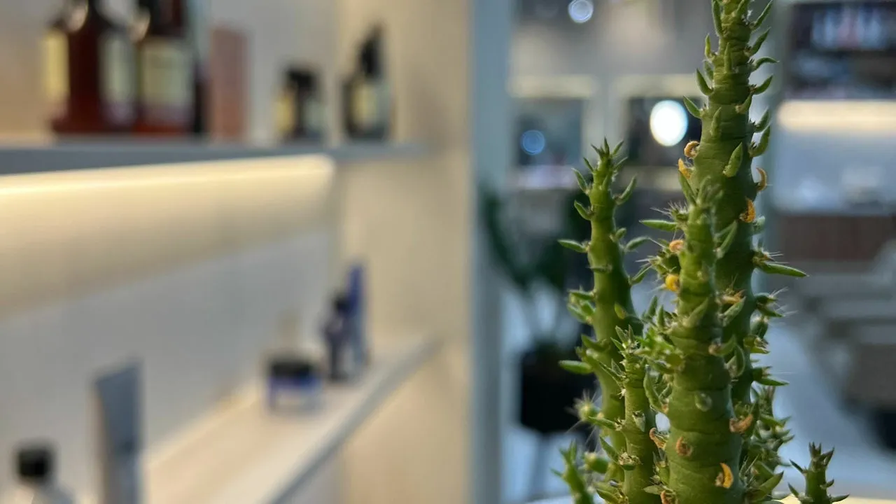Detalle de repisa iluminada con productos y una planta
